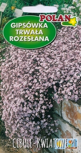 Gipsówka Trwała Rozesłana Niska