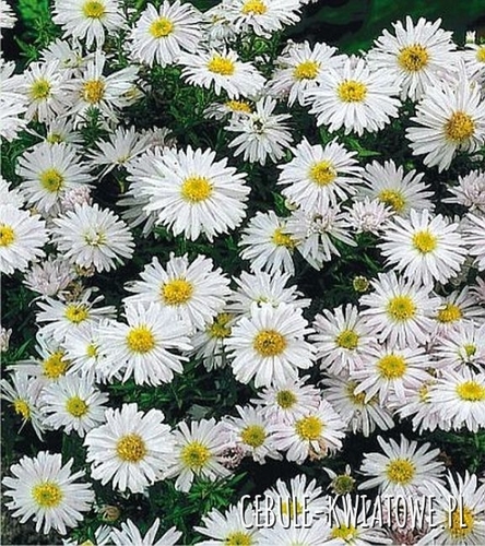 Aster Snowsprite 1 szt.