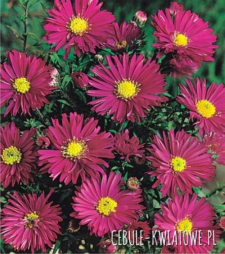 Aster Crimson Brocade 1 szt.