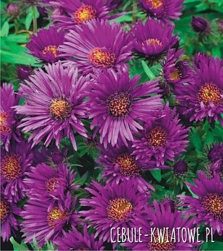 Aster Purple Dome 1 szt.