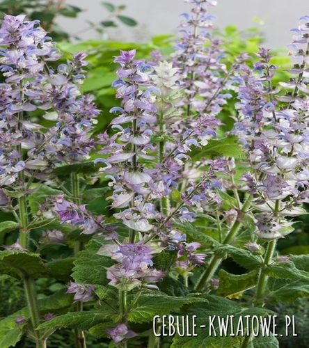 Szałwia Muszkatołowa odciene niebieskiego i różu