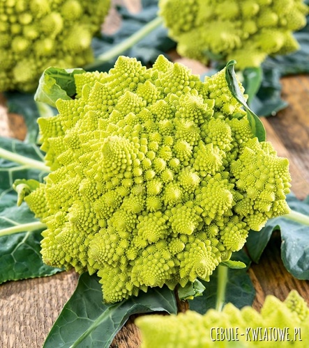 Kalafior Romanesco Natalion - wieżyczkowa, ziel. róża