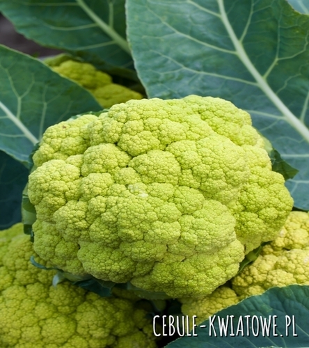 Kalafior Verde di Macerata - zielona róża