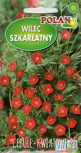 Wilec Pierzasty Szkarłatny