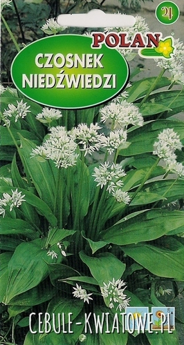 Czosnek niedźwiedzi - biały