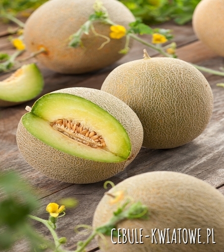 Melon Melba - miąższ pomarańczowy