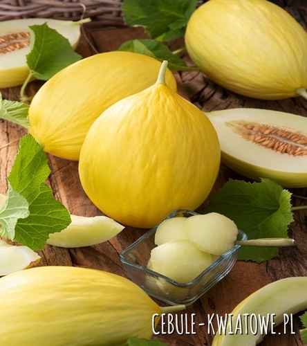 Melon Emir F1 - wczesny, bladożółty