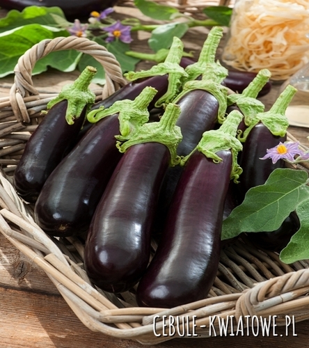 Oberżyna / Bakłażan Violetta Lunga 3 - fioletowa skórka