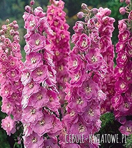 Delphinium Ostróżka Astolat doniczka 1 szt.