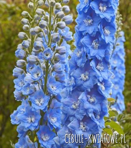 Delphinium Ostróżka Summer Skies - doniczka 1 szt.