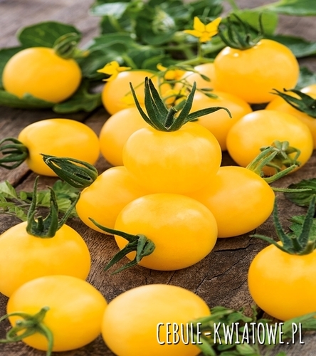 Pomidor Karłowy Drobnoowocowy Ola Polka - kuliste, żółte, sztywnołodygowy