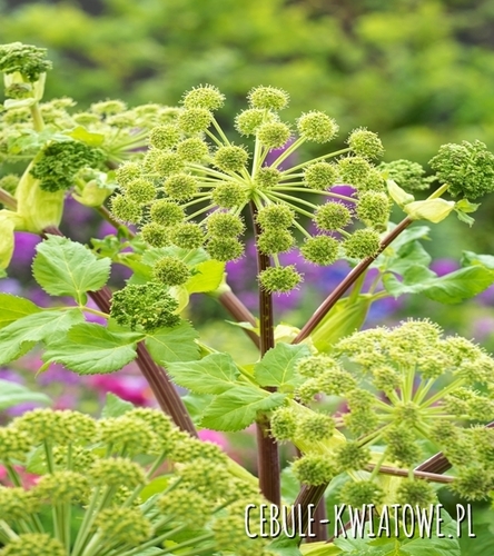 Arcydzięgiel Litwor Angelica archangelica