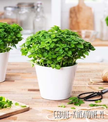 Bazylia Drobnolistna Occimum basilicum