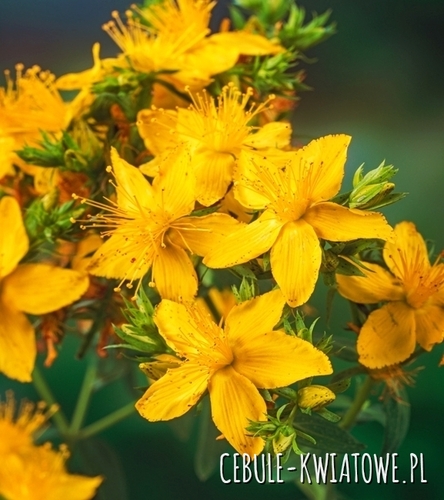Dziurawiec Zwyczajny Hypericum Perforatum