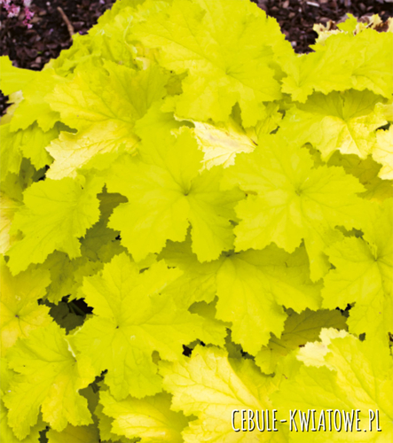 Heuchera Citronelle 1 szt.