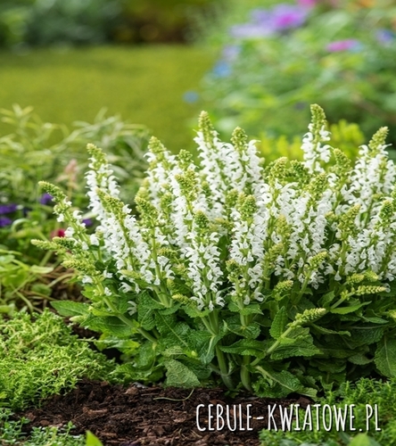 Szałwia Muszkatołowa Salvia Sclarea