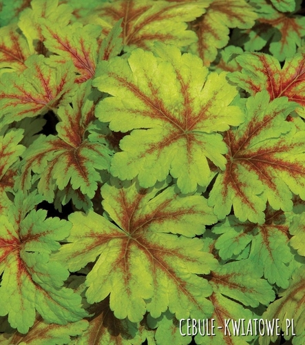 Heuchera Żurawka Dale s Strain 1 szt.