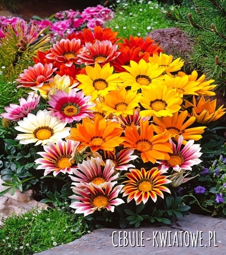 Gazania Błyszcząca - mieszanka