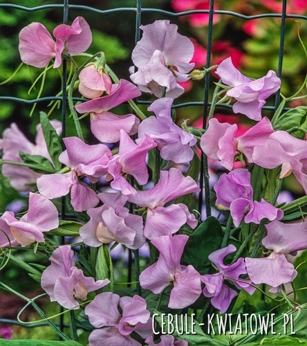 Groszek Pachnący Pansy Lavender Flush - biało-różowy