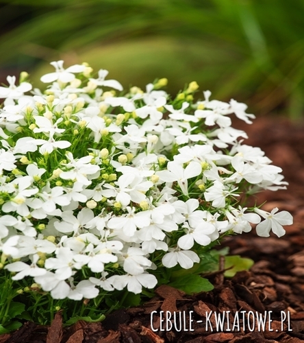 Lobelia Przylądkowa - Stroiczka biała