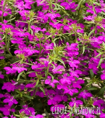 Lobelia Przylądkowa -Stroiczka różowo-karminowa