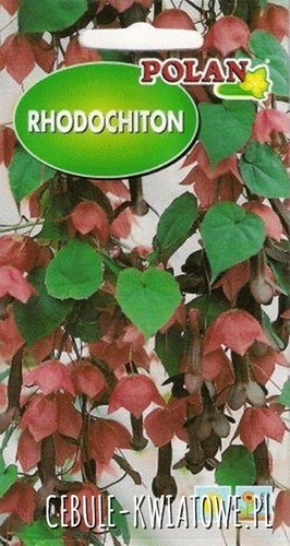 Radochiton purpurowy
