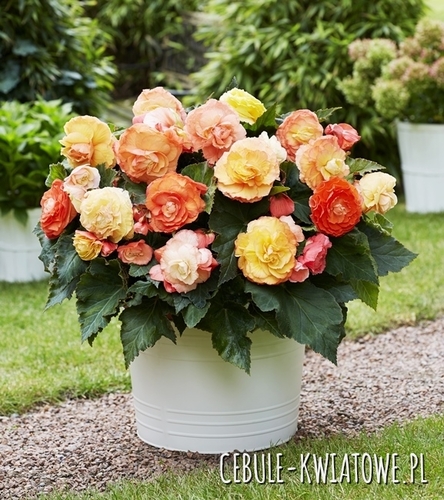 Begonia Superba Mix 5 szt.