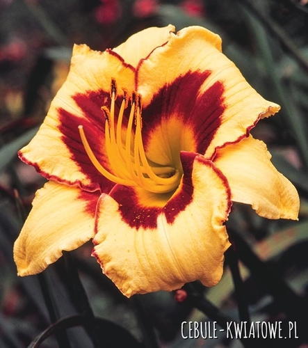 Hemerocallis - Liliowiec Eye On America 1 szt.