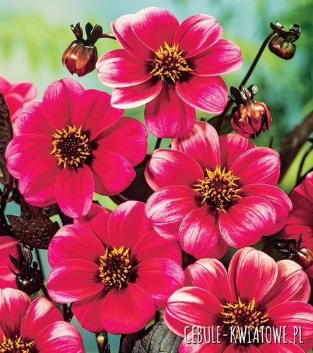Dalia Ciemnolistna Roxy 1 szt.