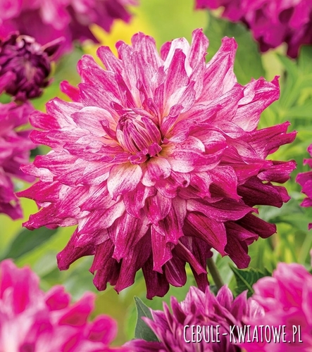 Dalia Dekoracyjna Cloudy Sky 1 szt.