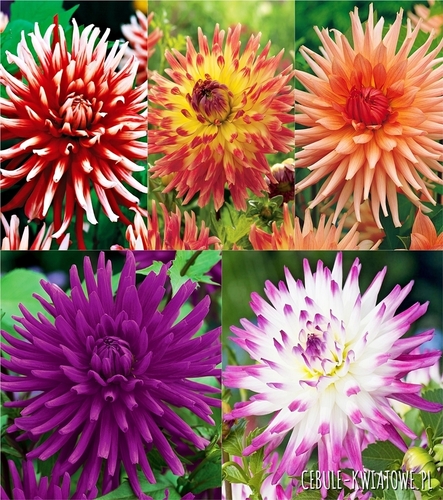Zestaw Dalia Kaktusowa "5"