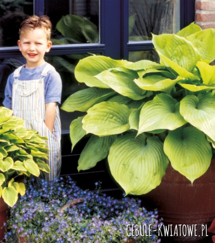 Hosta Funkia Sum And Substance 1 szt.