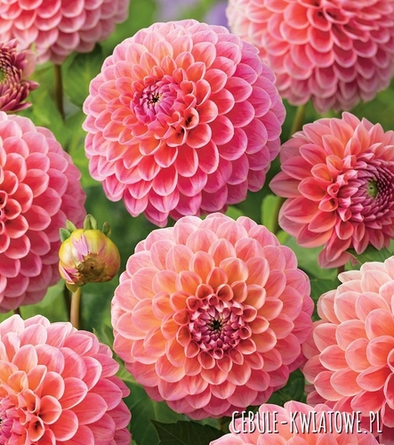 Dalia Pomponowa Nathalie G. 1 szt.