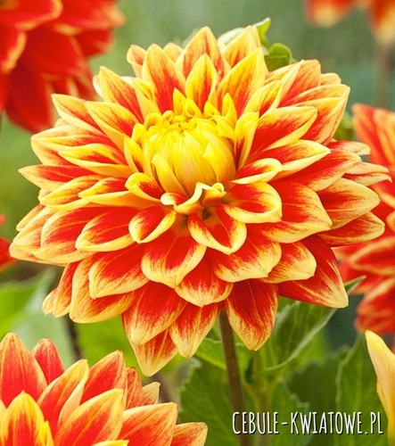 Dalia Dekoracyjna Sunexplosion 1 szt.