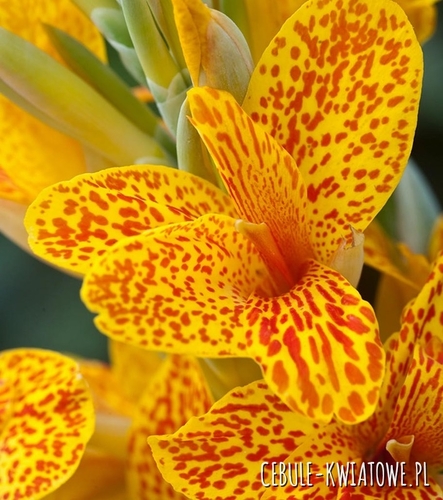 Canna - Kanna Nakrapiana Spotted - Gespikkeld 1 szt.