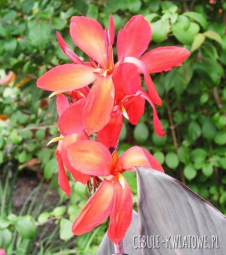 Canna - Paciorecznik Ingeborg 1 szt.