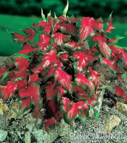 Caladium - Kaladium Red Frill 1 szt.