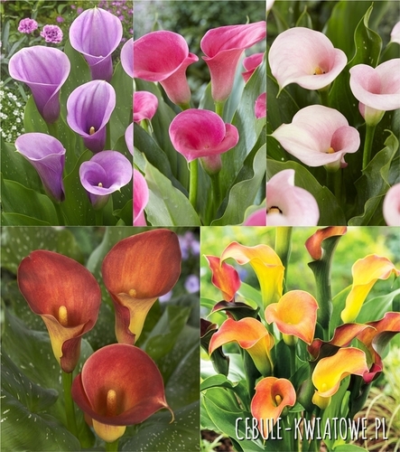 Zestaw Zantedeschia - Kalla Dwukolorowa "4" 18/20