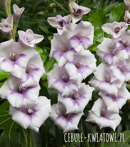 Gladiolus - Mieczyk Wielkokwiatowy Condor Pasa 5 szt.