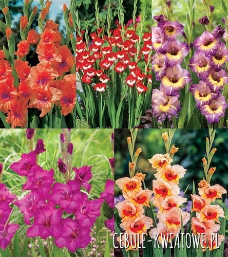 Zestaw Gladiolus - Mieczyk "21" 12/14