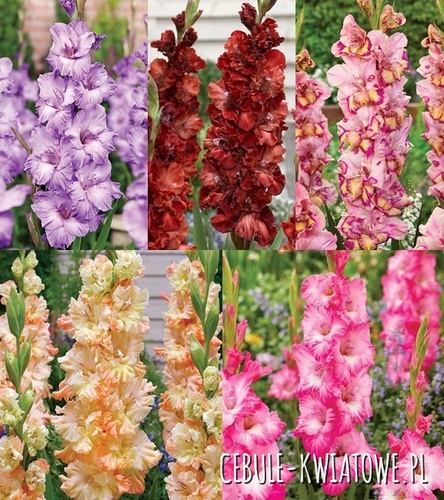 Zestaw Gladiolus - Mieczyk "22" 12/14