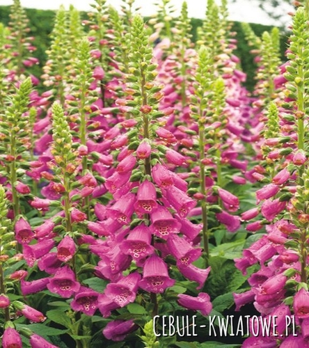 Naparstnica Digitalis Camelot Rose 1 szt.
