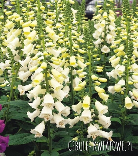 Naparstnica Digitalis Camelot White 1 szt.