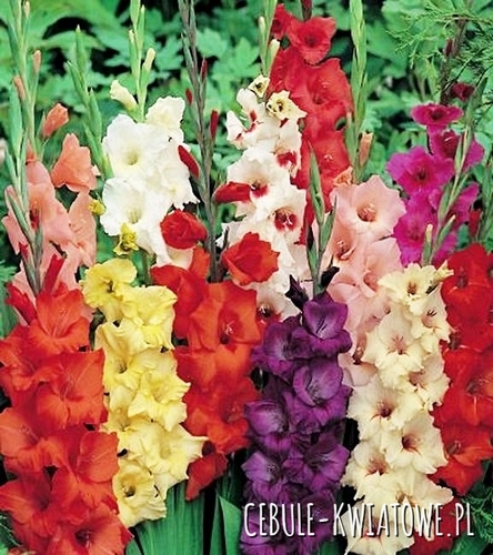 Gladiolus - Mieczyk Mix 30 Szt 10/12