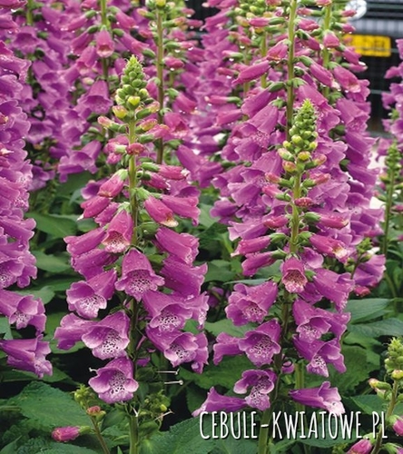 Naparstnica Digitalis Camelot Lavender 1 szt.