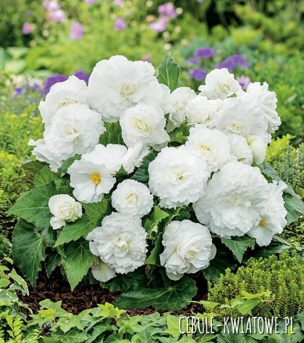 Begonia Non-Stop White Biała 1 szt.