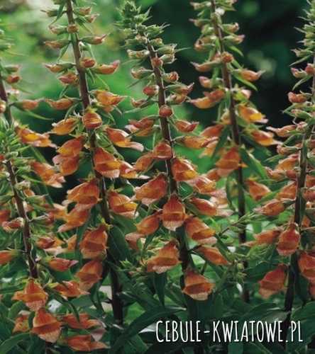 Naparstnica Digitalis Milk Chocolate 1 szt.
