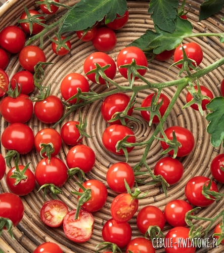 Pomidor Koktajlowy Bajaja-niski, balkonowy, czerwony