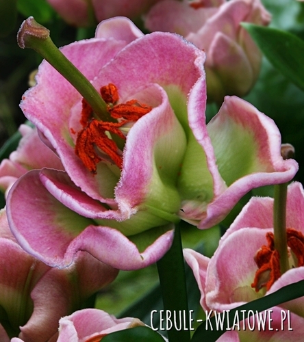 Lilia Pełna Pink Fudge 1 szt.