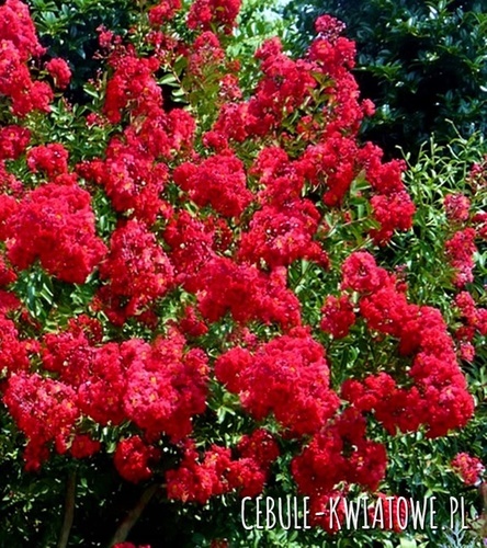 Lagerstroemia Doniczka 1 szt.